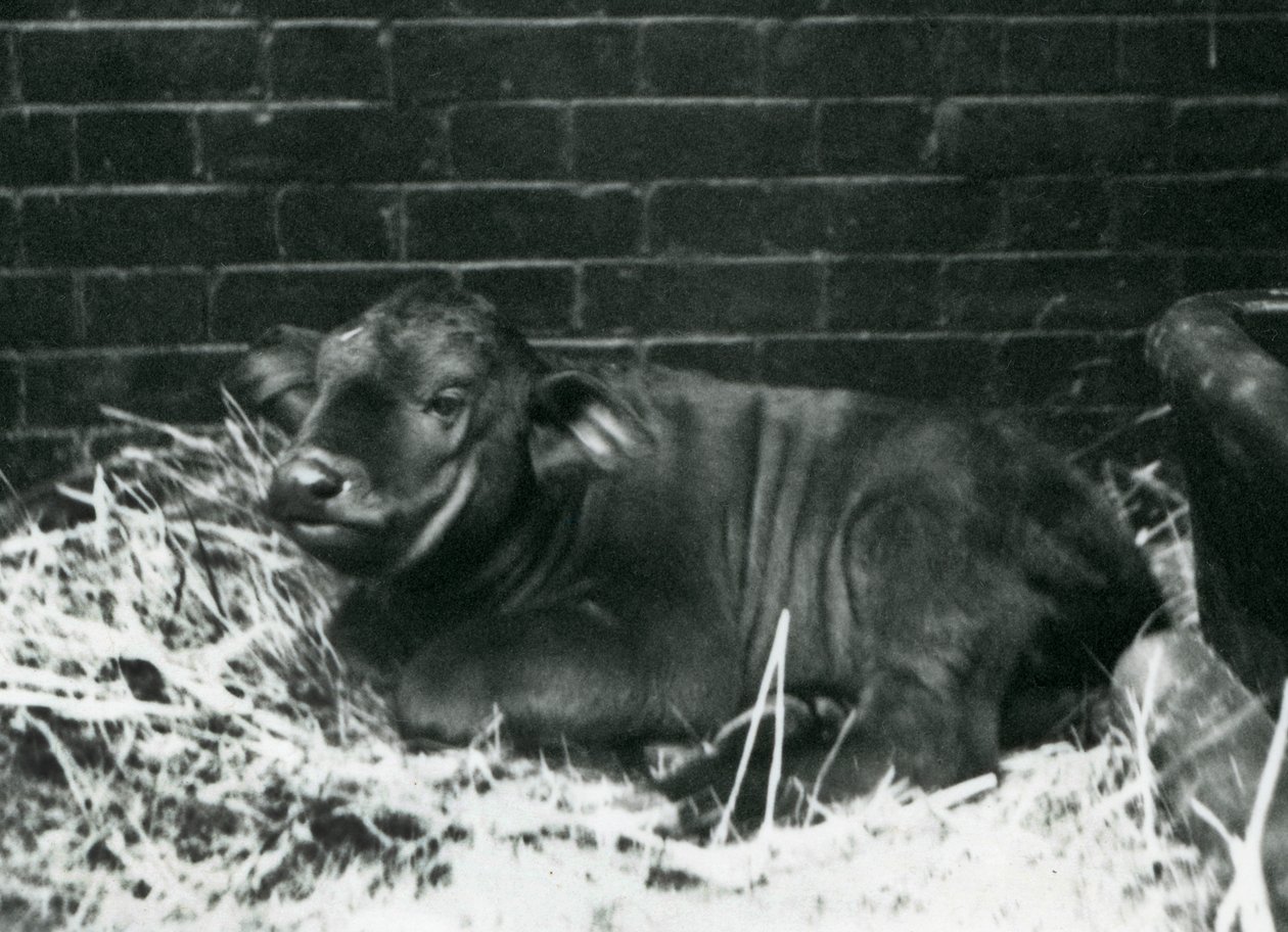 1927年2月8日ロンドンの動物園でわらに寝転んで1927年2月8日に動物園で生まれたアフリカンケープバッファローの子牛 作： フレデリックウィリアムボンド