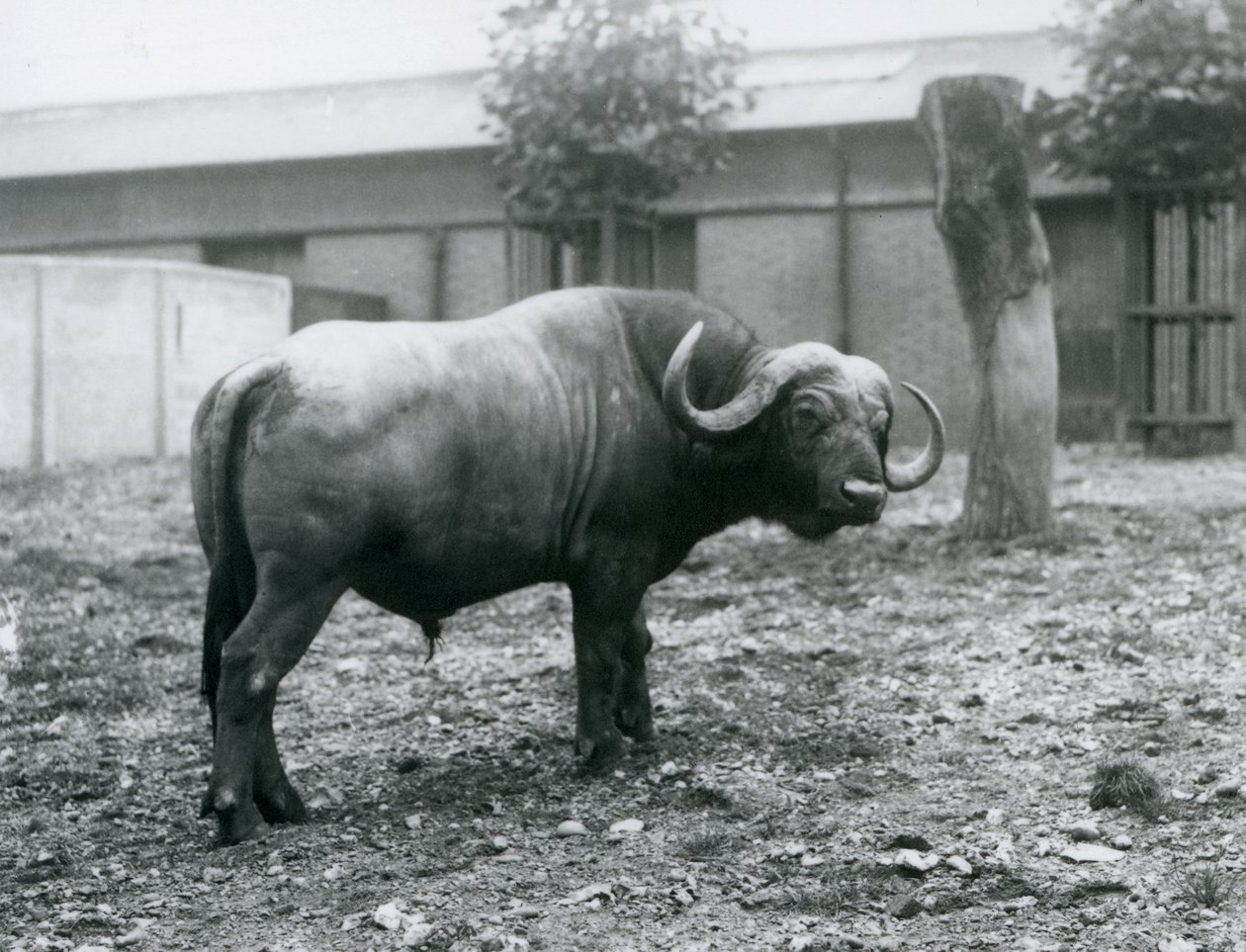 1927年にロンドン動物園のパドックに立っているアフリカンバッファローまたはケープバッファロー 作： フレデリックウィリアムボンド