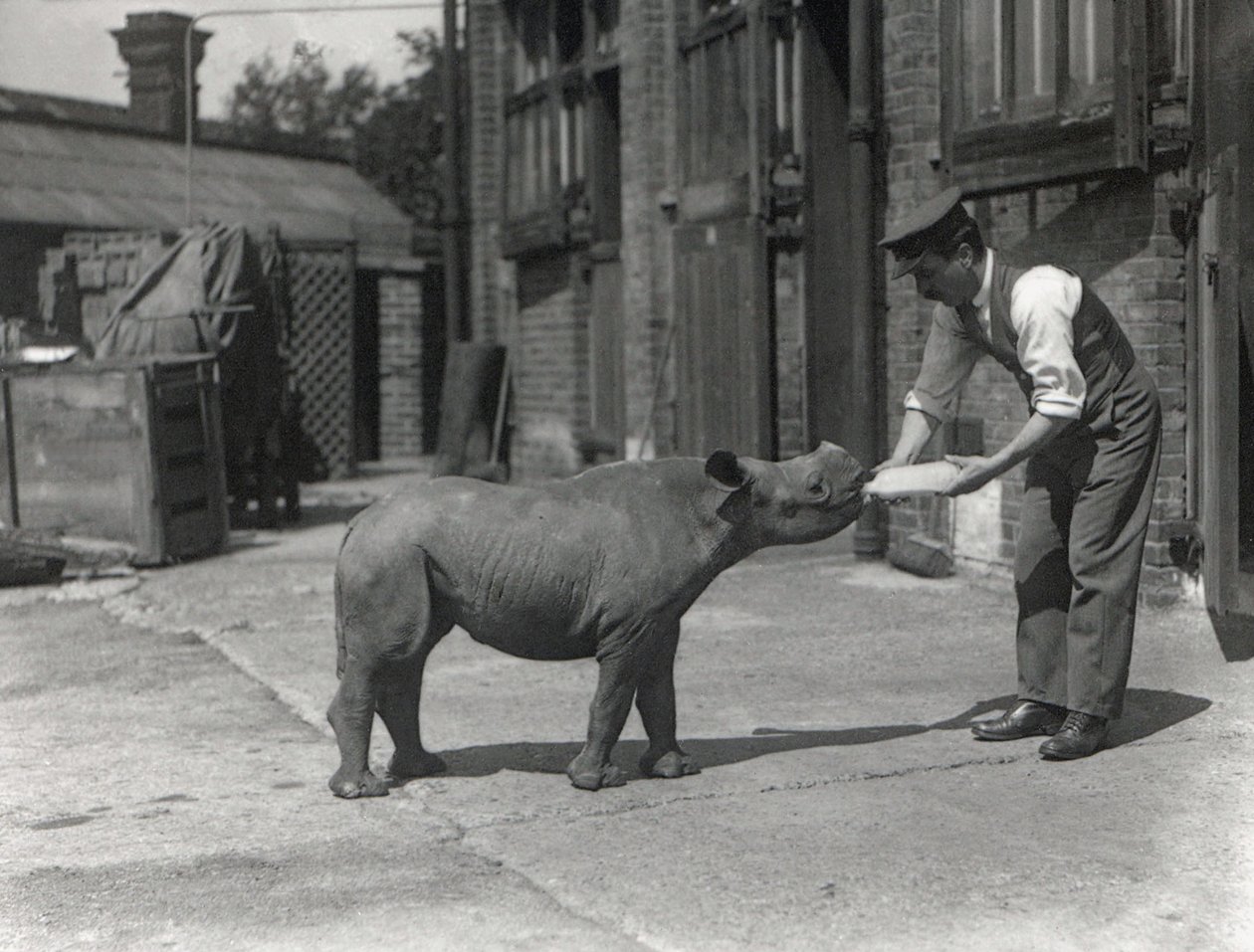 1928年9月、ZSLロンドン動物園でのアフリカのサイ、キャスリーン、および飼育係のハリーワリック 作： フレデリックウィリアムボンド