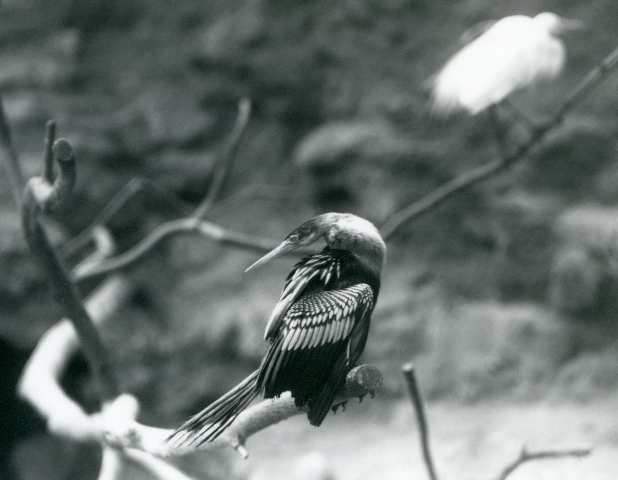 1927年9月にロンドン動物園の枝に座っているAnhingaAmerican DarterSnakebirdWater Turkey 作： フレデリックウィリアムボンド