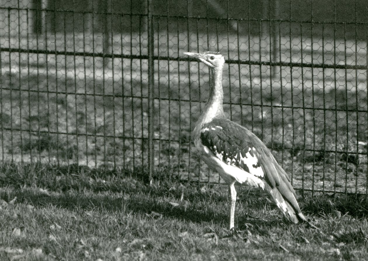 1924年にロンドン動物園の囲い地に立っているアラビアンバスタード 作： フレデリックウィリアムボンド