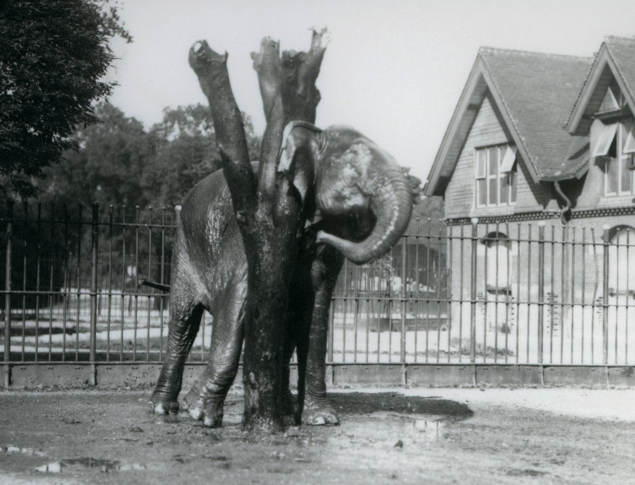 囲いの中で、耳の後ろを掻くアジアゾウ（ロンドン動物園 作： フレデリックウィリアムボンド