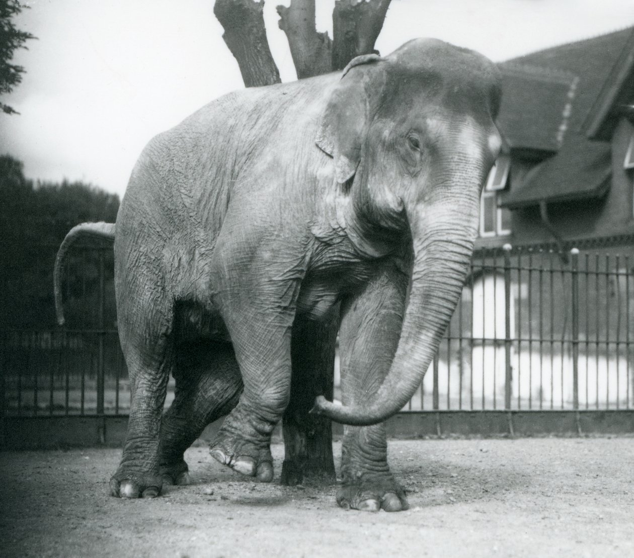 枯れ木に体当たりするアジアゾウ（ロンドン動物園 作： フレデリックウィリアムボンド