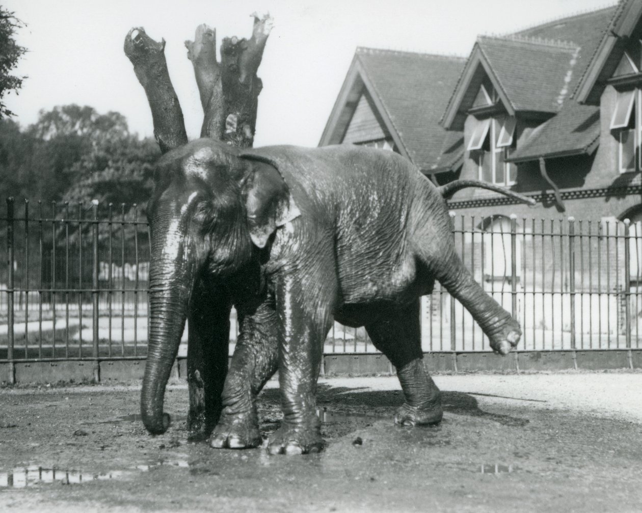 3本足でバランスを取りながら、枯れ木に体を引っ掛けるアジアゾウ（ロンドン動物園 作： フレデリックウィリアムボンド