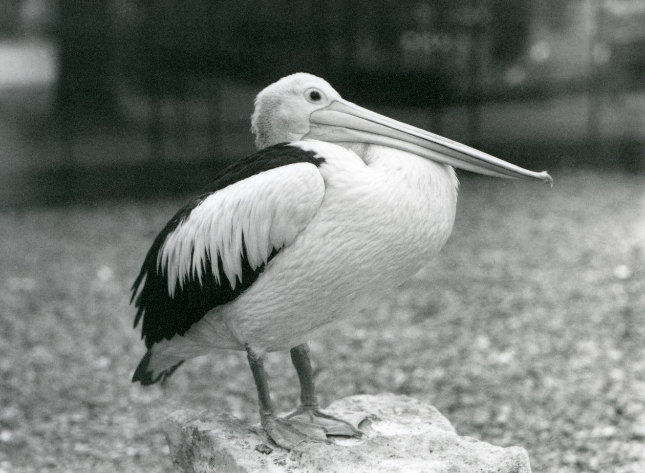 1929年、ロンドン動物園の石の上に立つオーストラリアン・ペリカン（モノクロ写真 作： フレデリックウィリアムボンド
