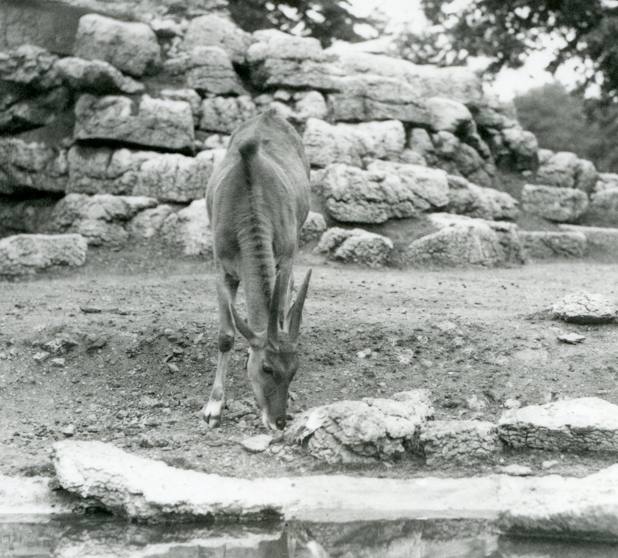 1929年、ロンドン動物園のアンテロープ・パドックで草を食むイーランド（モノクロ写真 作： フレデリックウィリアムボンド
