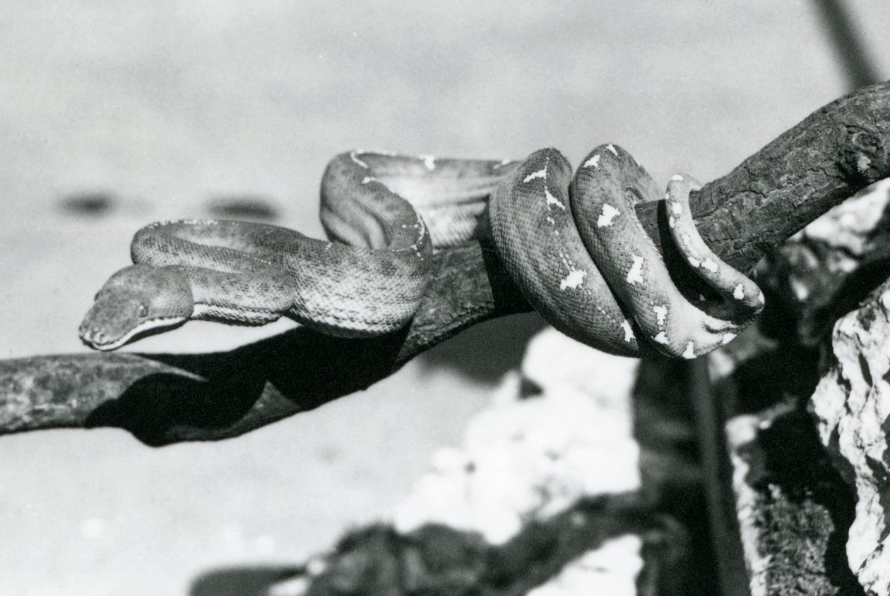 枝に巻きついたエメラルドツリーボア（ロンドン動物園、1928年10月）（モノクロ写真 作： フレデリックウィリアムボンド