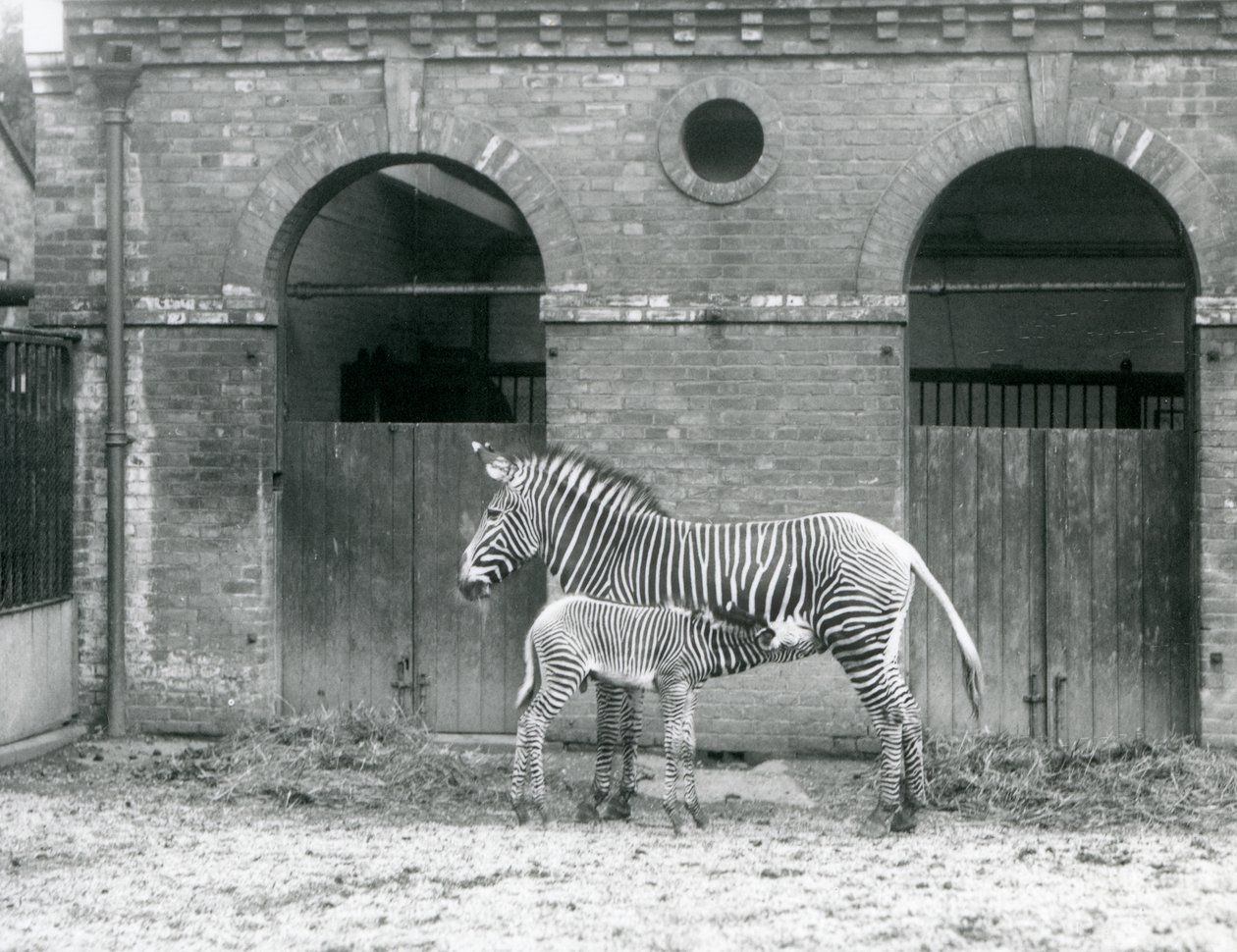 1927年にロンドン動物園のパドックで、絶滅の危機に瀕したGrevysImperial Zebraが子馬に餌をあげて立っている 作： フレデリックウィリアムボンド