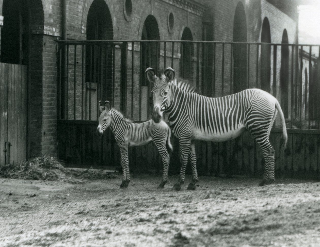 1927年8月にロンドン動物園のパドックで絶滅危惧種のGrevysImperial Zebraが4日齢の子馬と一緒に立っています。 作： フレデリックウィリアムボンド