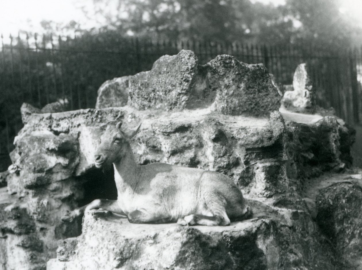 1927年8月、ロンドン動物園の岩棚で休んでいるヒマラヤアイベックス 作： フレデリックウィリアムボンド