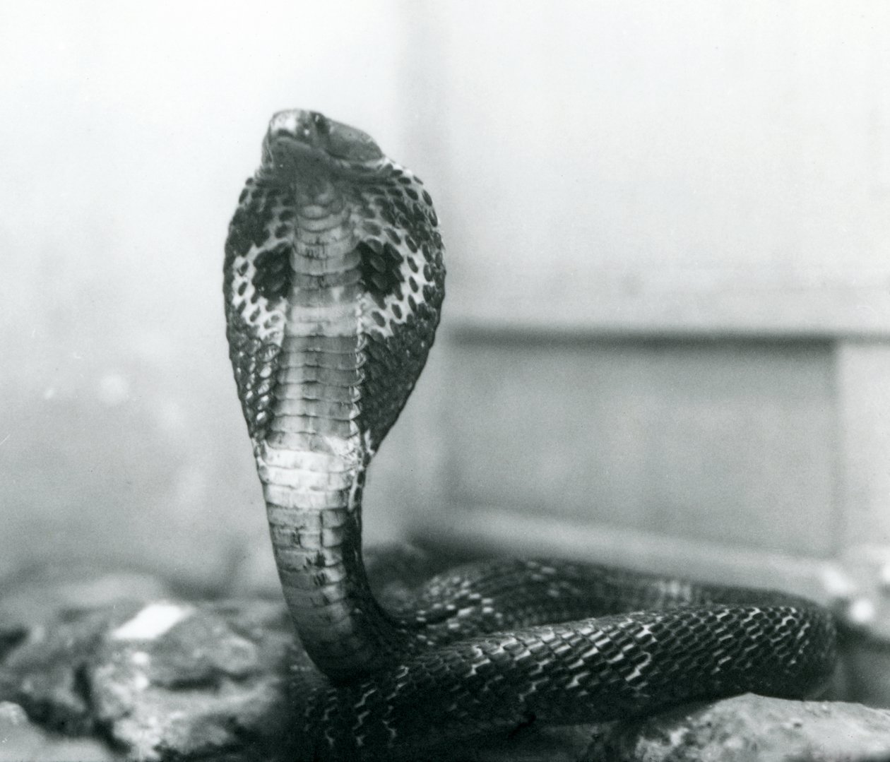 1925年10月、ロンドン動物園、頭が高く、フードがフレアになっているIndianSpectacledAsianBinocellate Cobra 作： フレデリックウィリアムボンド