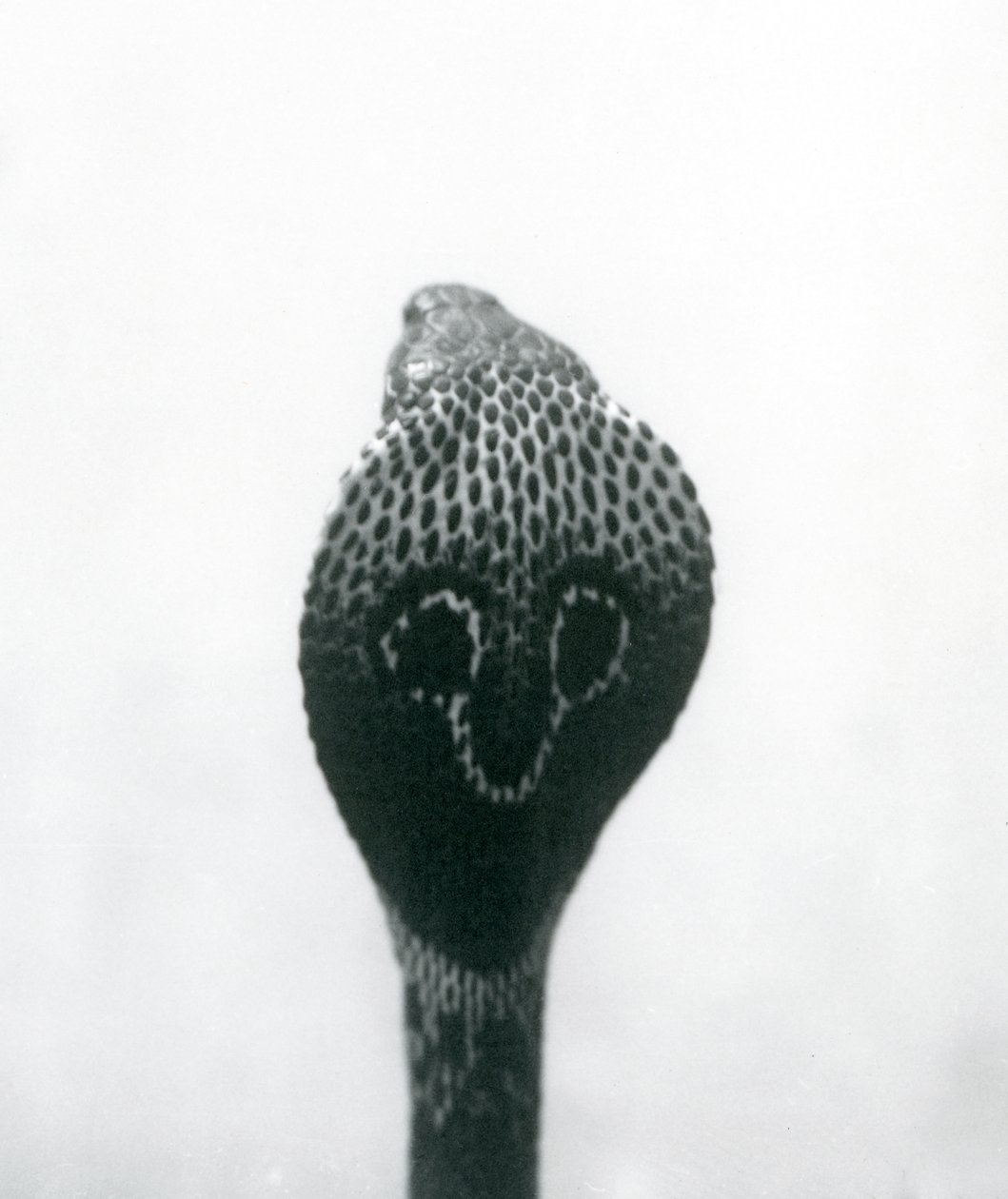 1925年10月、ロンドン動物園、頭が高く、フードがフレアになっているIndianSpectacledAsianBinocellate Cobra 作： フレデリックウィリアムボンド