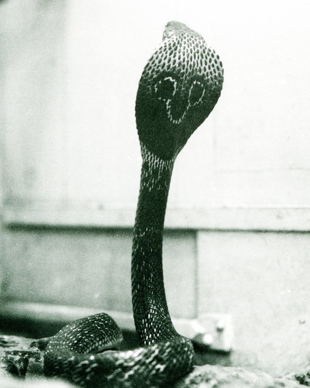 1925年10月、ロンドン動物園、頭が高く、フードがフレアになっているIndianSpectacledAsianBinocellate Cobra 作： フレデリックウィリアムボンド