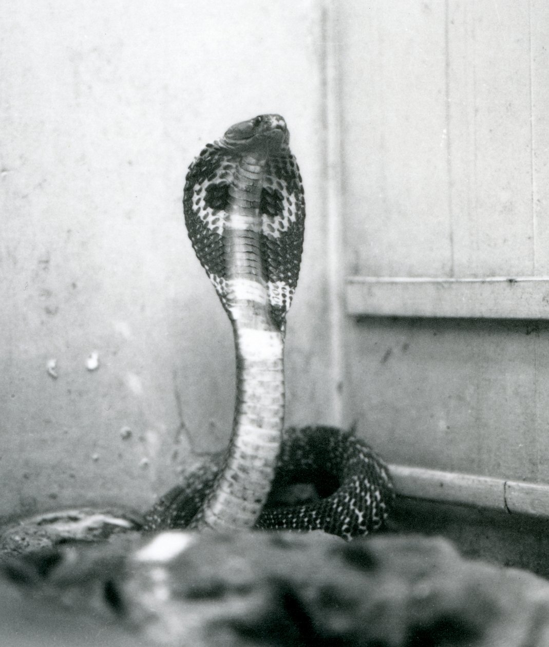 1925年10月、ロンドン動物園、頭が高く、フードがフレアになっているIndianSpectacledAsianBinocellate Cobra 作： フレデリックウィリアムボンド