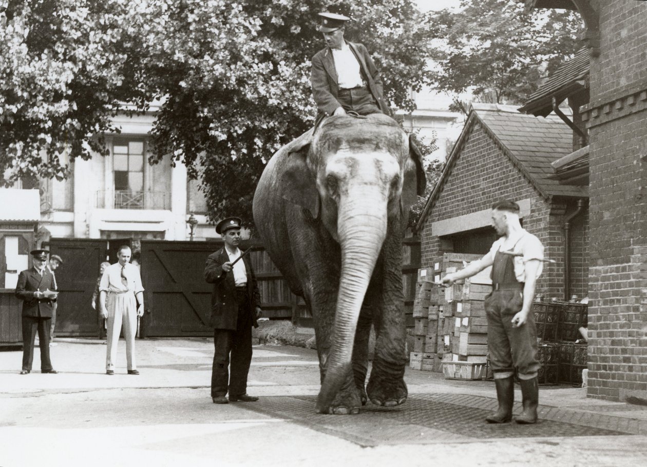 1935年8月、ロンドン動物園で飼育員が体重を測定しているインド象 作： フレデリックウィリアムボンド
