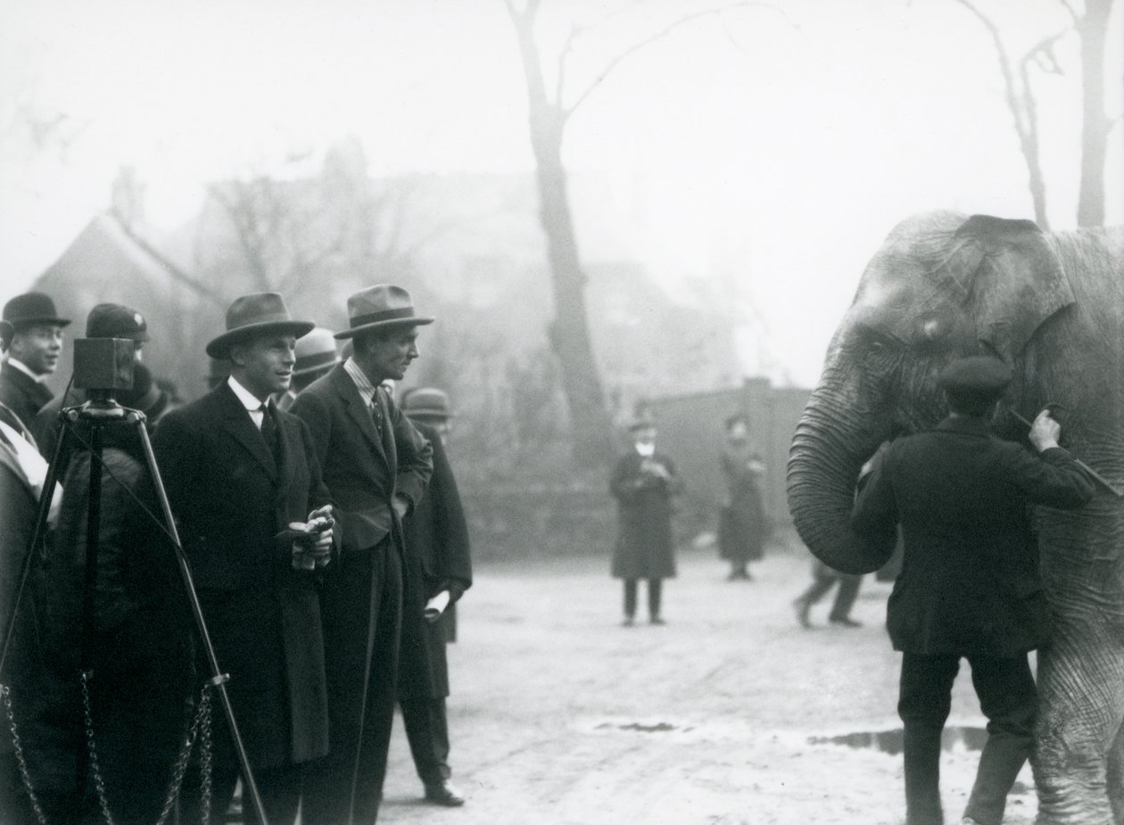 1925年にロンドン動物園からの外部放送に参加したインド象、おそらくサンデマーラ 作： フレデリックウィリアムボンド