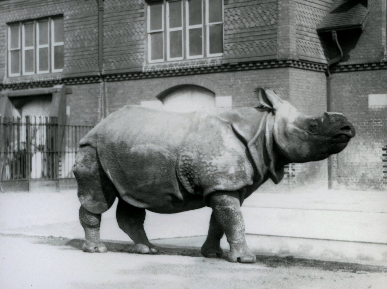 ロンドン動物園でのインディアンサイ、1927年 作： フレデリックウィリアムボンド