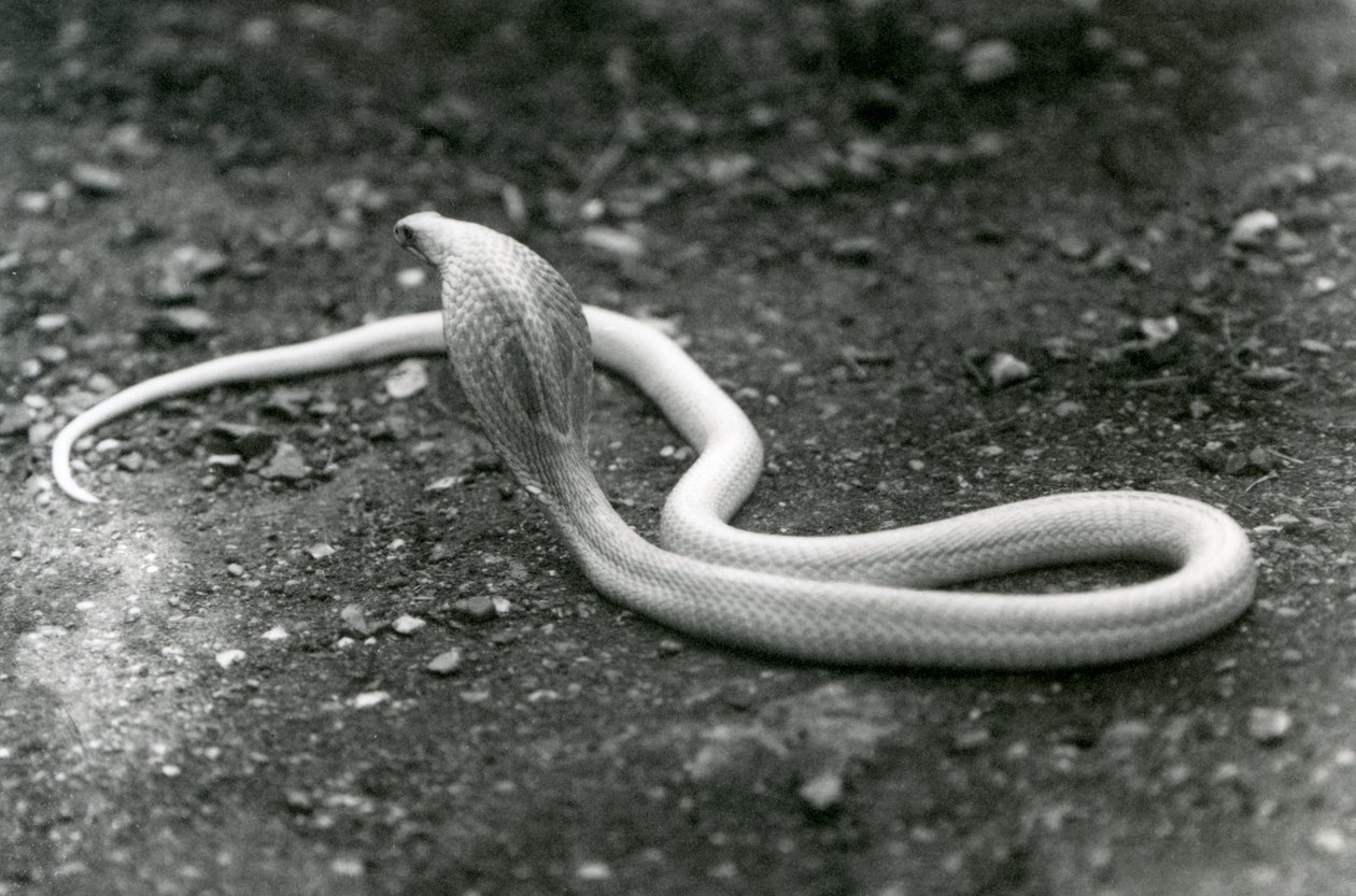 1924年9月にロンドン動物園で頭を上げてフードを広げたアルビノIndianSpectacledAsianBinocellate Cobra 作： フレデリックウィリアムボンド
