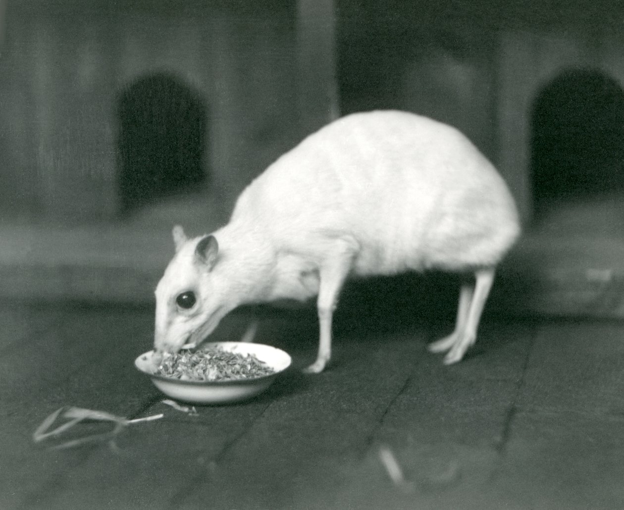 1926年にロンドン動物園でボウルから食べたアルビノジャワChevrotainJavaマウス鹿 作： フレデリックウィリアムボンド