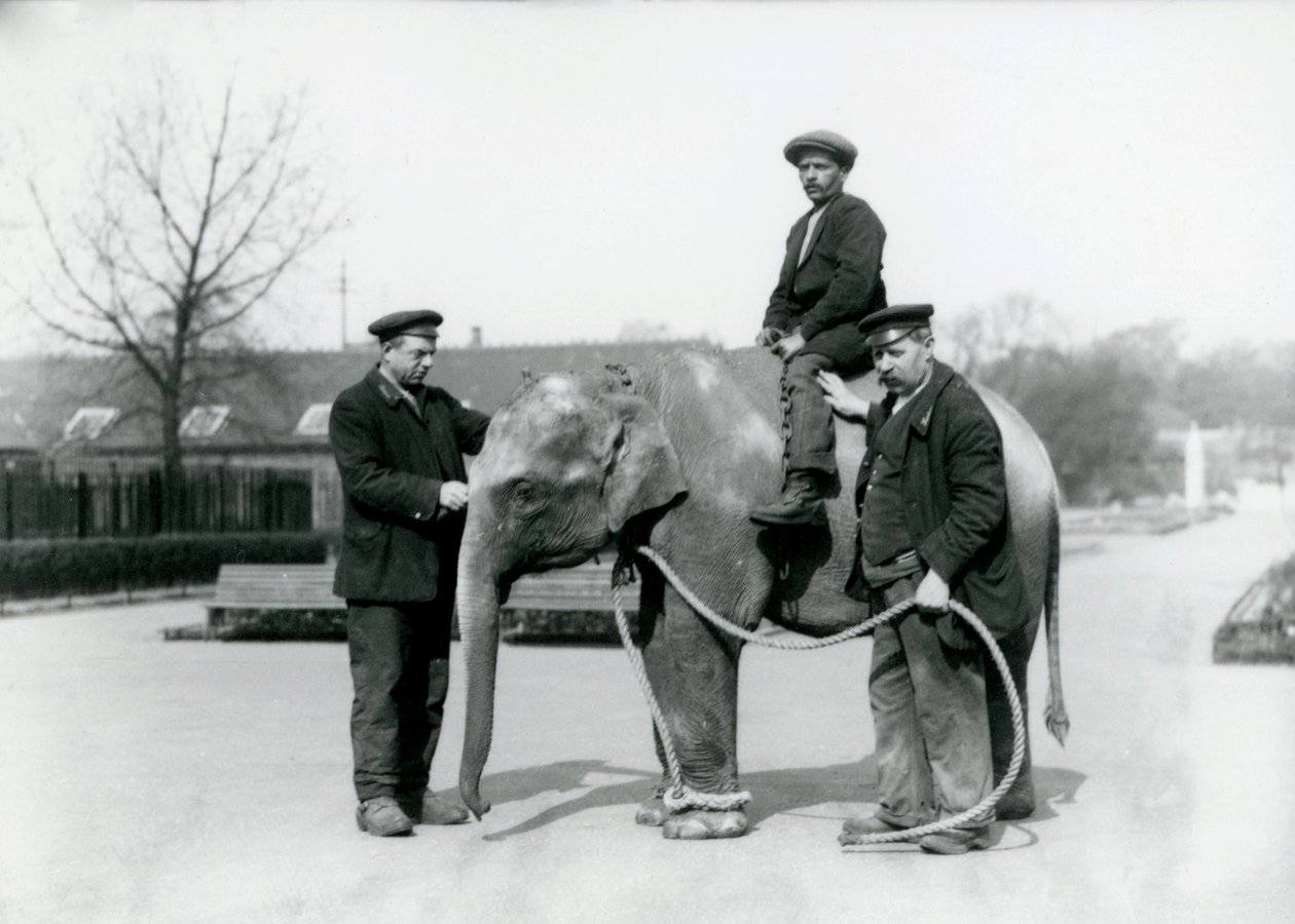 1922年6月にロンドン動物園で飼育員A.チャーチとH.ロバートソンと一緒に育ったインド象の赤ちゃん 作： フレデリックウィリアムボンド