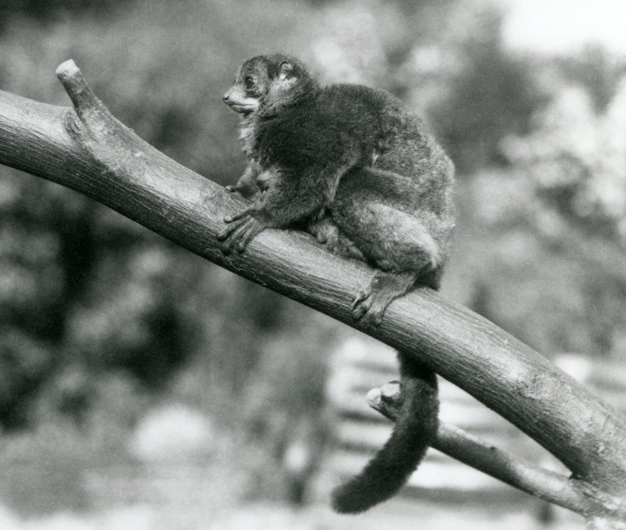 1929年10月、ロンドン動物園で枝の上で休む絶滅危惧種のコケルジャイアントマウスキツネザル／コケルジャイアントマウスキツネザル／サザンジャイアントマウスキツネザル（モノクロ写真）。 作： フレデリックウィリアムボンド