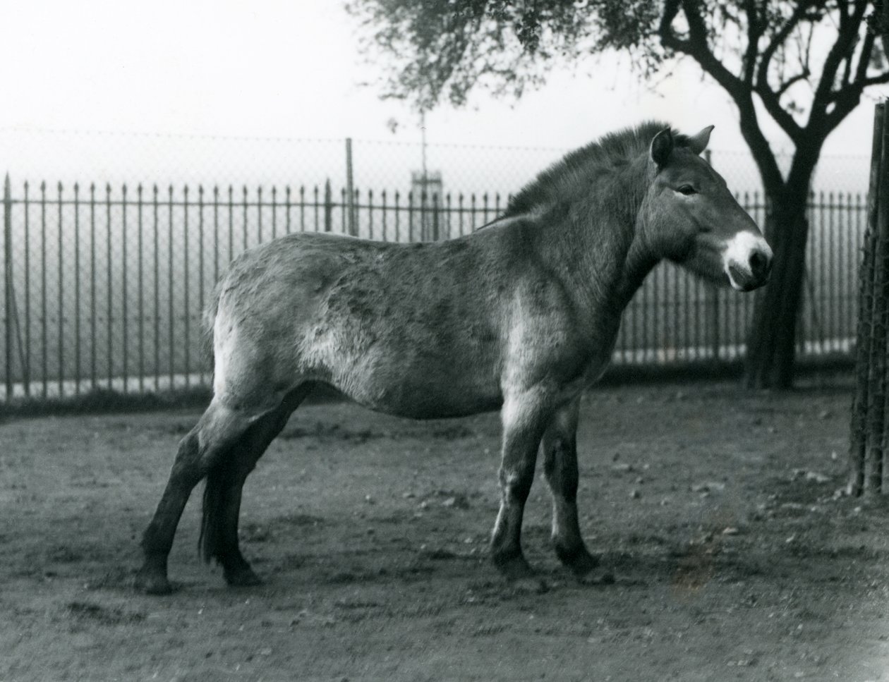1927年10月、絶滅危惧種のPrzewalskis Wild Horseがロンドン動物園のパドックに立っています。 作： フレデリックウィリアムボンド