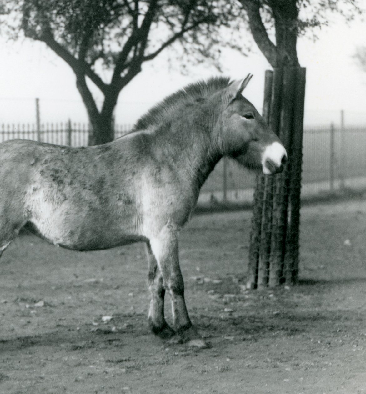 1927年10月、絶滅危惧種のPrzewalskis Wild Horseがロンドン動物園のパドックに立っています。 作： フレデリックウィリアムボンド