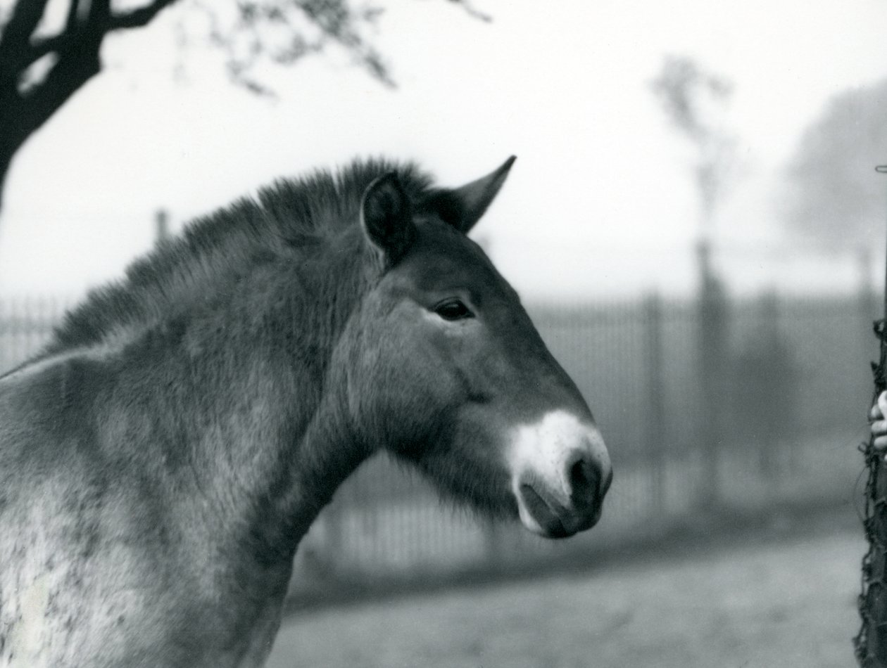 1927年10月、絶滅危惧種のPrzewalskis Wild Horseがロンドン動物園のパドックに立っています。 作： フレデリックウィリアムボンド