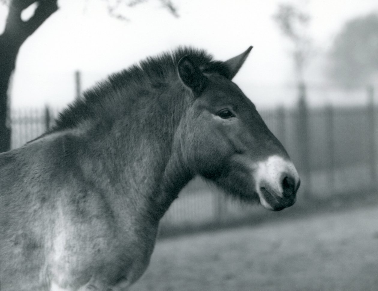 1927年10月、絶滅危惧種のPrzewalskis Wild Horseがロンドン動物園のパドックに立っています。 作： フレデリックウィリアムボンド