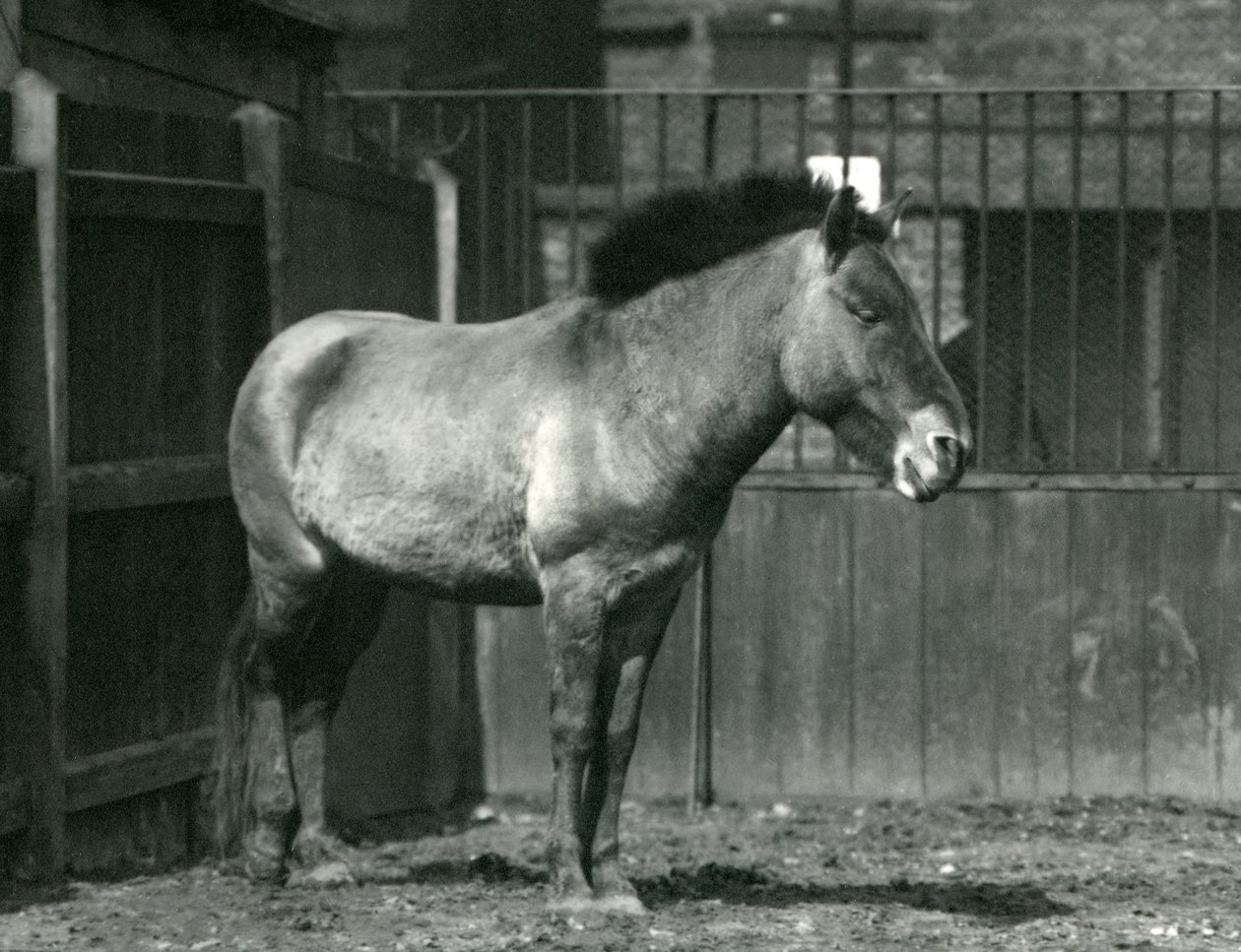 1927年に絶滅危惧種のPrzewalskisの野生の馬がロンドン動物園の