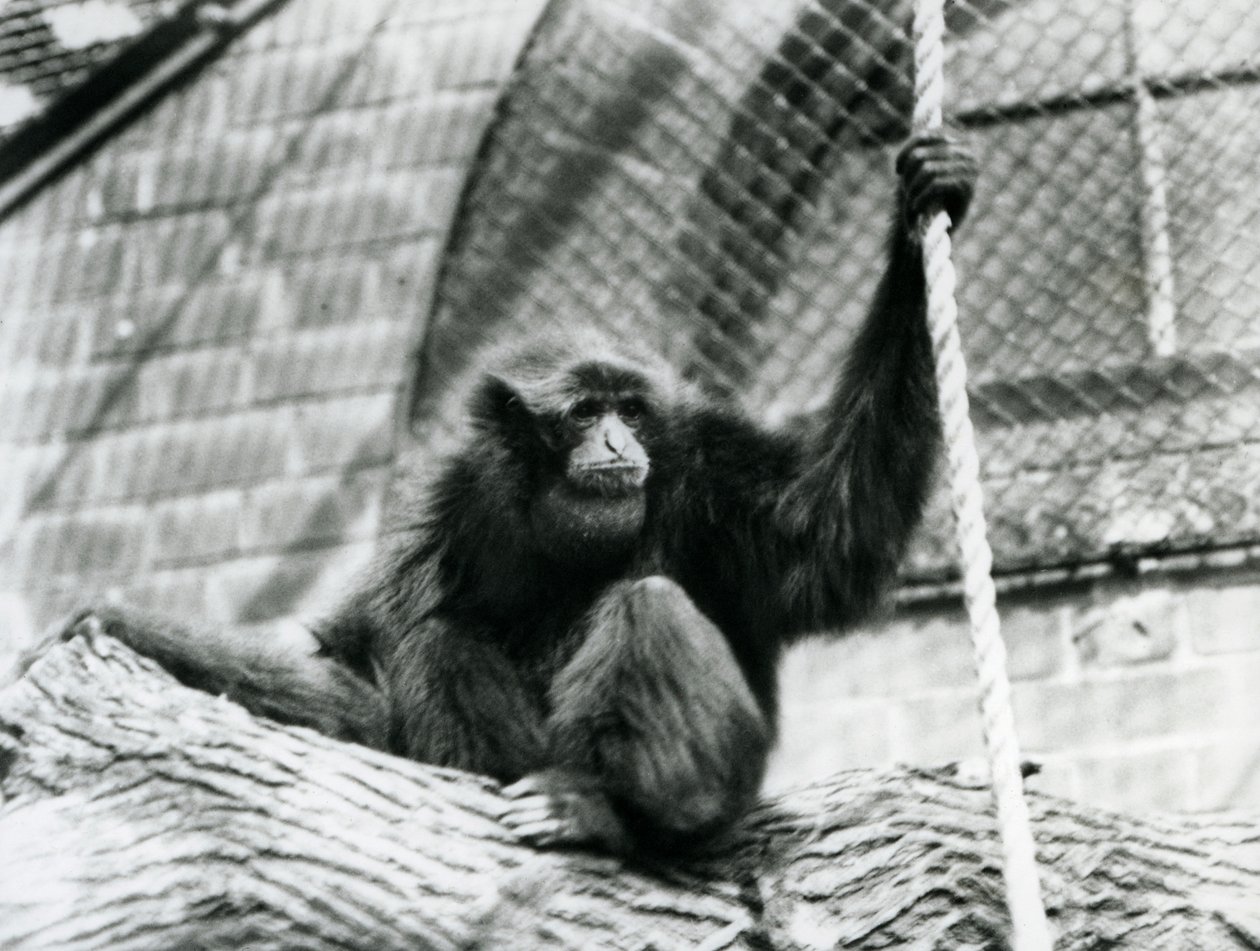 絶滅危惧種のシャムテナガザルが丸太の上に座ってロープを握る、1927年ロンドン動物園 作： フレデリックウィリアムボンド