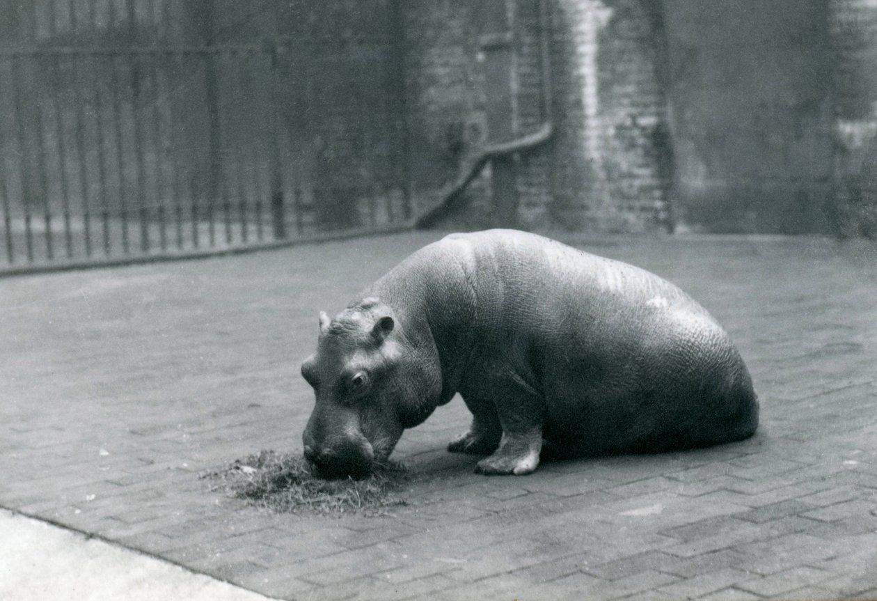 1920年9月、ロンドン動物園で食べる赤ちゃんカバ「ジョアン」 作： フレデリックウィリアムボンド