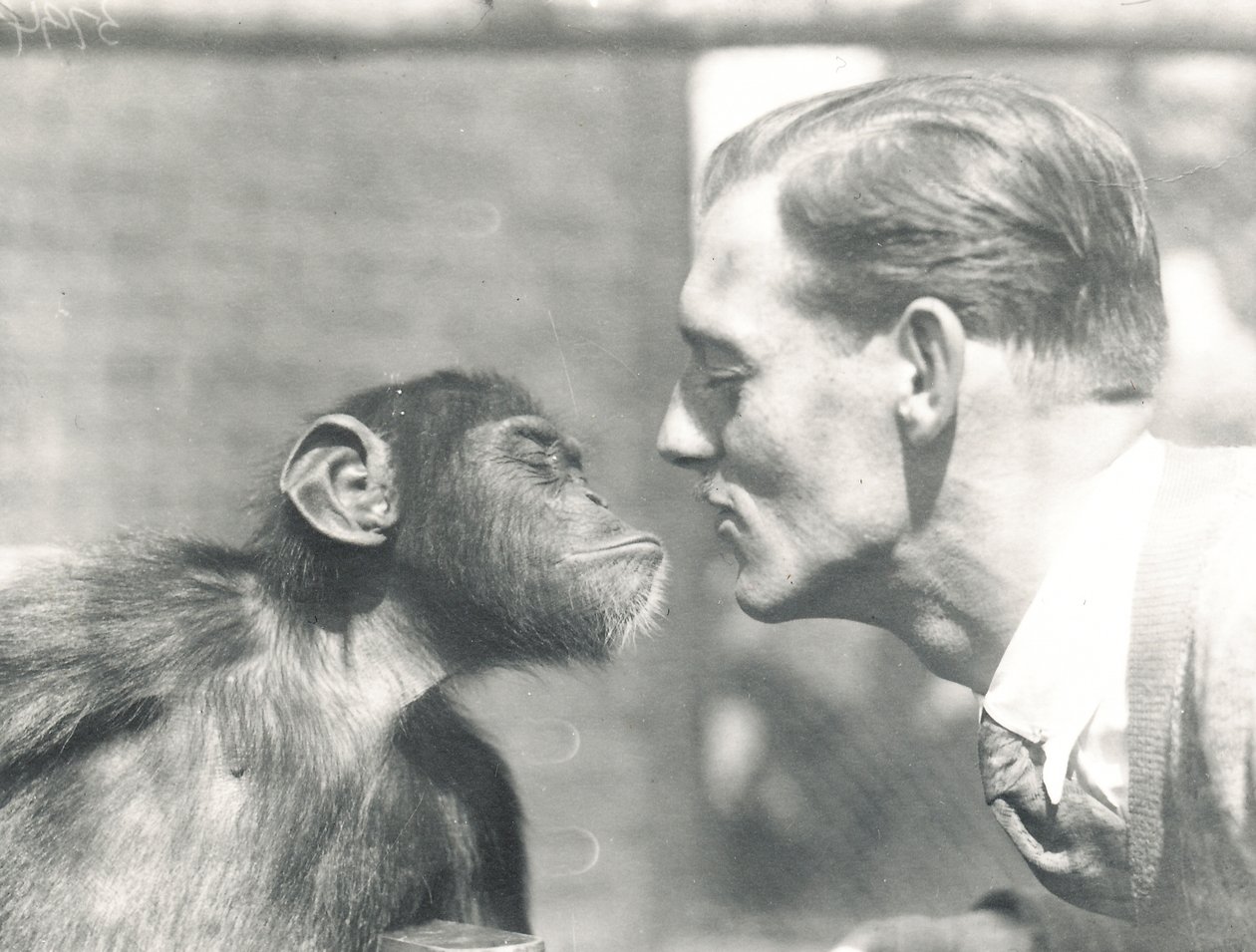 1927年9月にZSLロンドン動物園でチンパンジーとジョンシェリーをブーブー 作： フレデリックウィリアムボンド