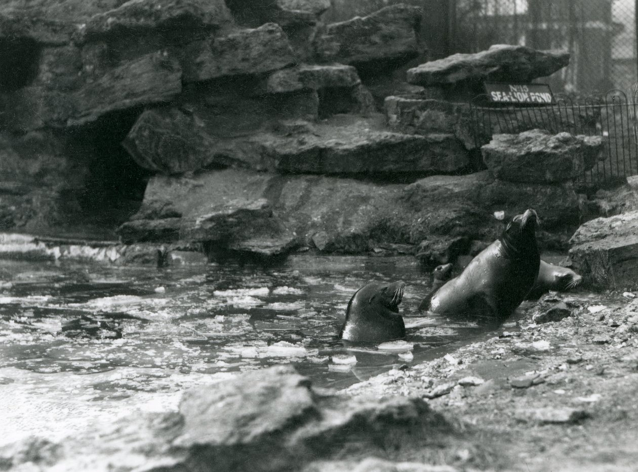 プールに氷を張ったカリフォルニア・アシカ（ロンドン動物園 作： フレデリックウィリアムボンド