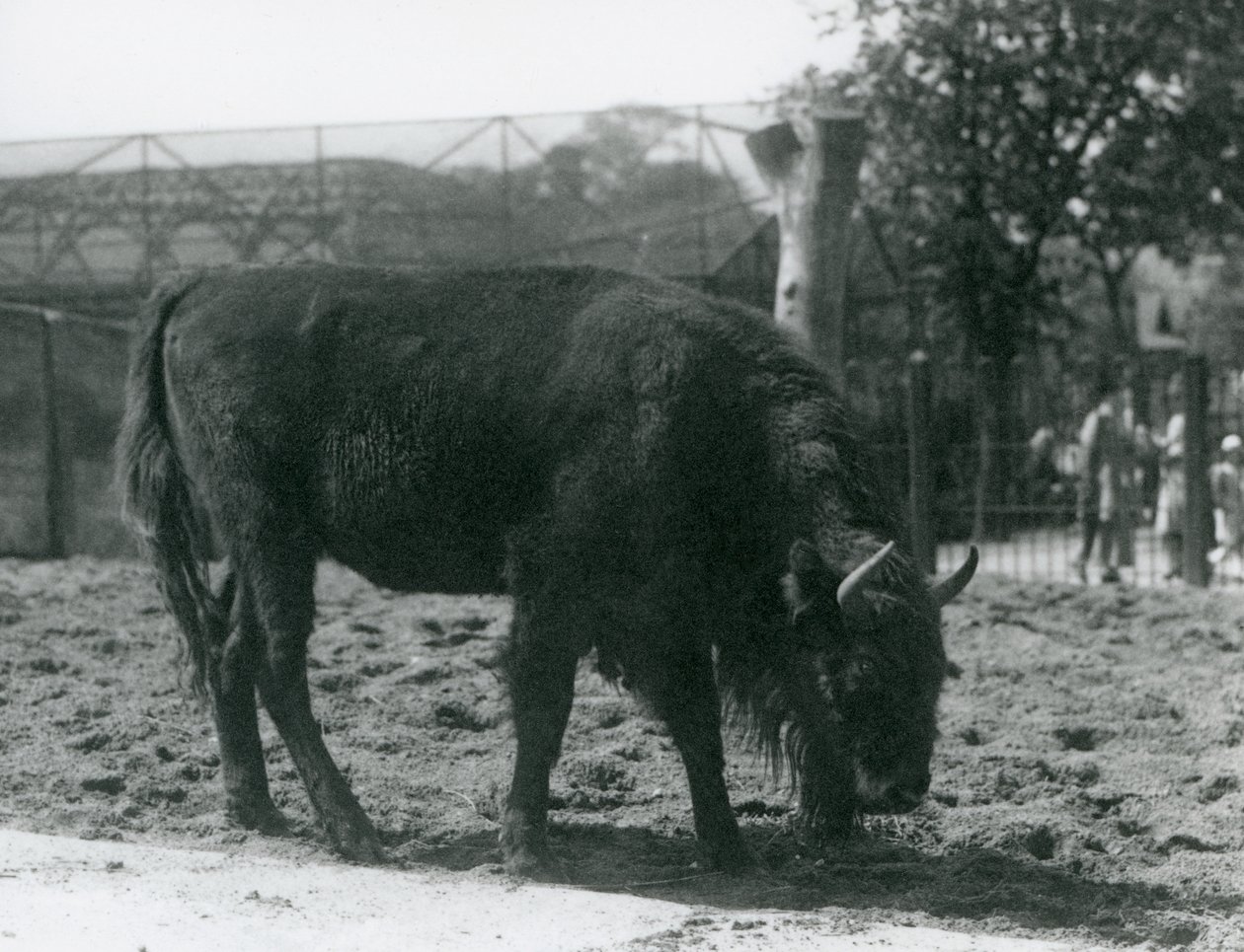 1926年8月12日、ロンドンの動物園のパドックで草を食べるヨーロッパのバイソンジュリア 作： フレデリックウィリアムボンド