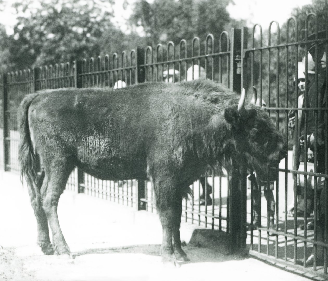 パドックのバーで来園者と触れ合うヨーロッパバイソンの「ジュリア」（ロンドン動物園 作： フレデリックウィリアムボンド