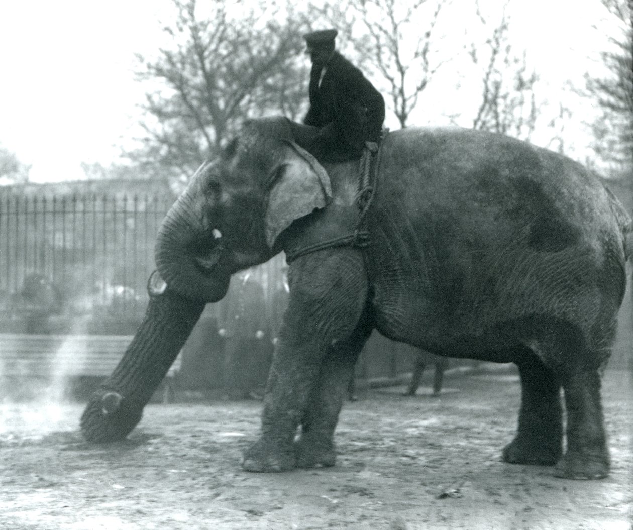 1925年にロンドン動物園で飼育されているアジアゾウの女性、インディアラニ、幹とともに木材を動かす 作： フレデリックウィリアムボンド