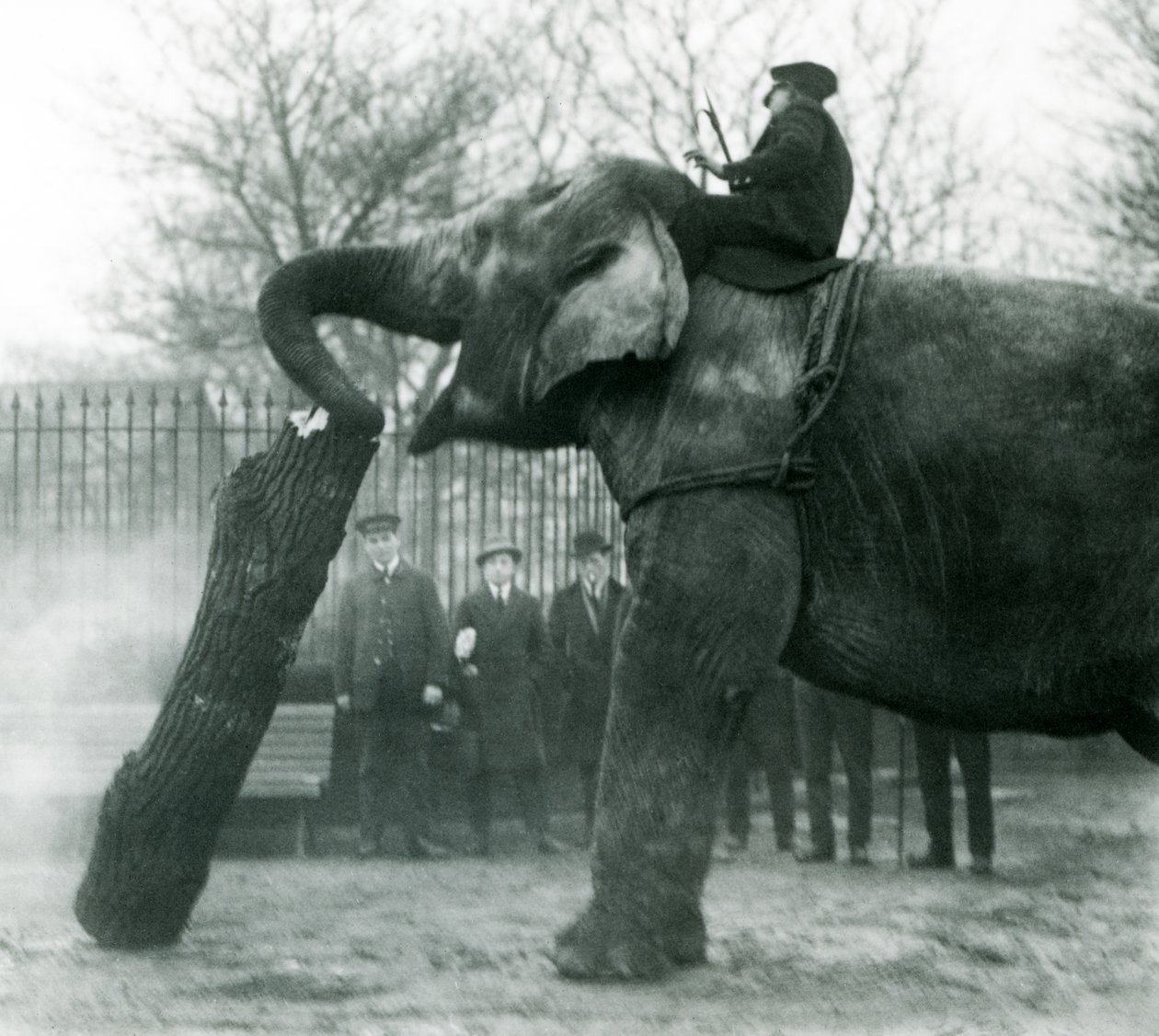 1925年にロンドン動物園で飼育されているアジアゾウの女性、インディアラニ、幹とともに木材を動かす 作： フレデリックウィリアムボンド