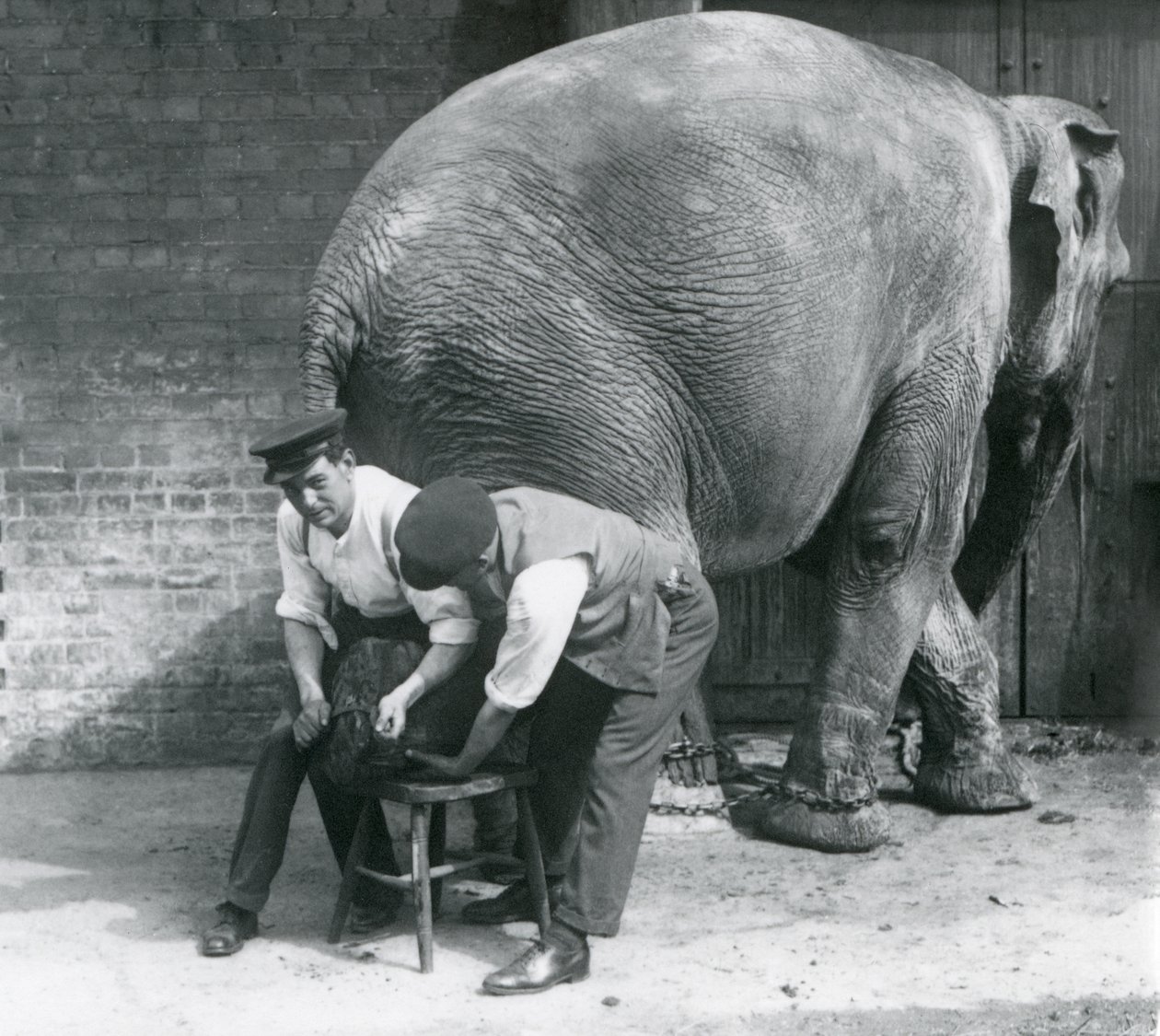 1926年8月、ロンドン動物園の飼育係が足を整えた女性のアジアゾウ 作： フレデリックウィリアムボンド
