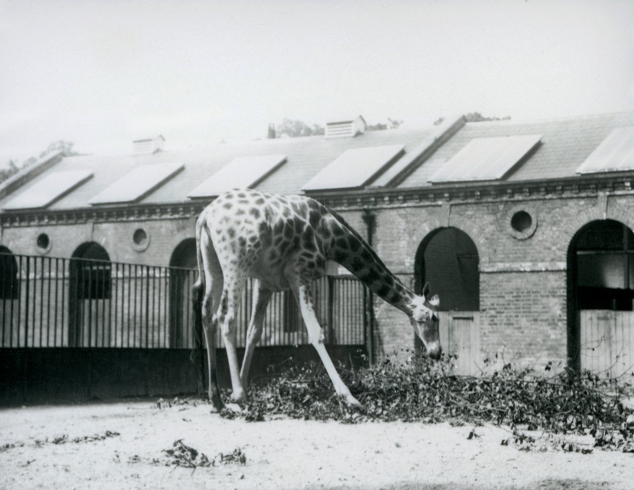 1927年7月、ロンドン動物園のキリン舎の横にあるパドックで葉を食べようと手を伸ばす雌のキリン「モード」（モノクロ写真）。 作： フレデリックウィリアムボンド