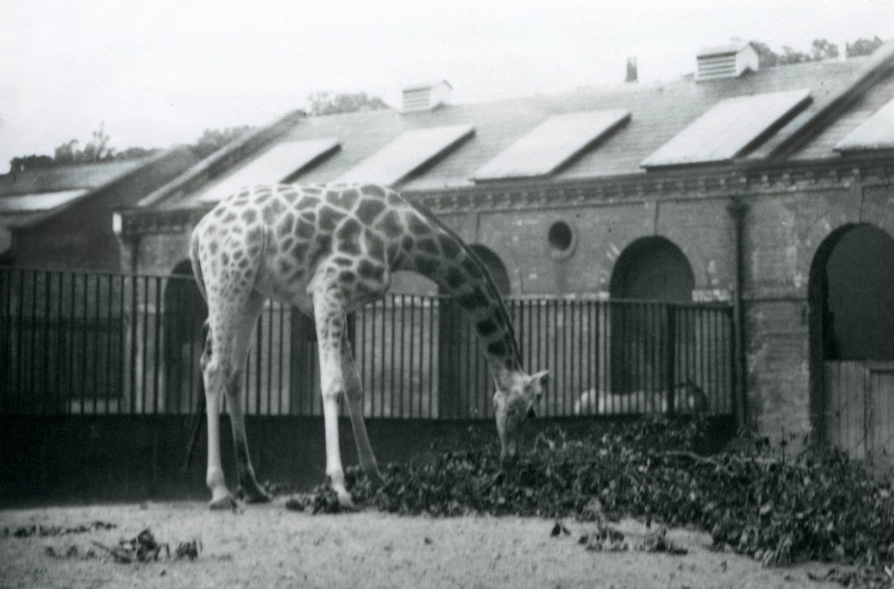 1927年7月、ロンドン動物園のキリン舎の横にあるパドックで葉を食べようと手を伸ばす雌のキリン「モード」（モノクロ写真）。 作： フレデリックウィリアムボンド