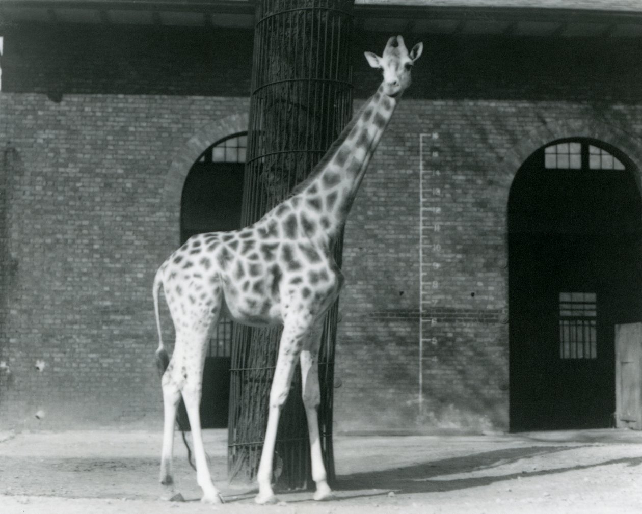 木の前に立つ雌のキリン「モード」（ロンドン動物園、キリン舎の横のパドックにて 作： フレデリックウィリアムボンド