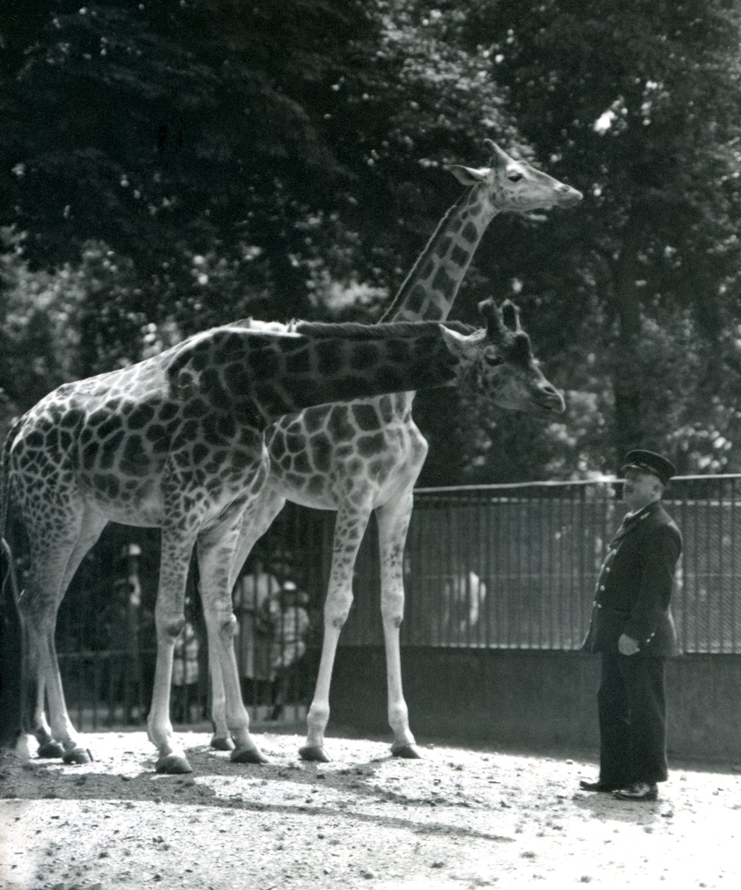 1924年7月、ロンドン動物園の飼育係のアーニーボーマン教授と一緒にいる女性のキリンモードとマギー 作： フレデリックウィリアムボンド