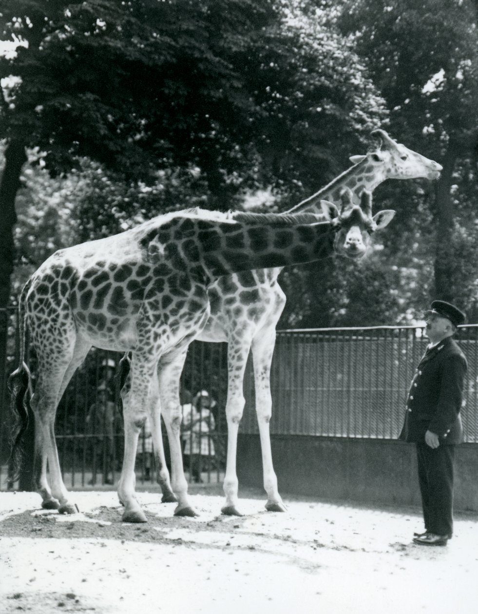 1924年7月、ロンドン動物園の飼育係のアーニーボーマン教授と一緒にいる女性のキリンモードとマギー 作： フレデリックウィリアムボンド