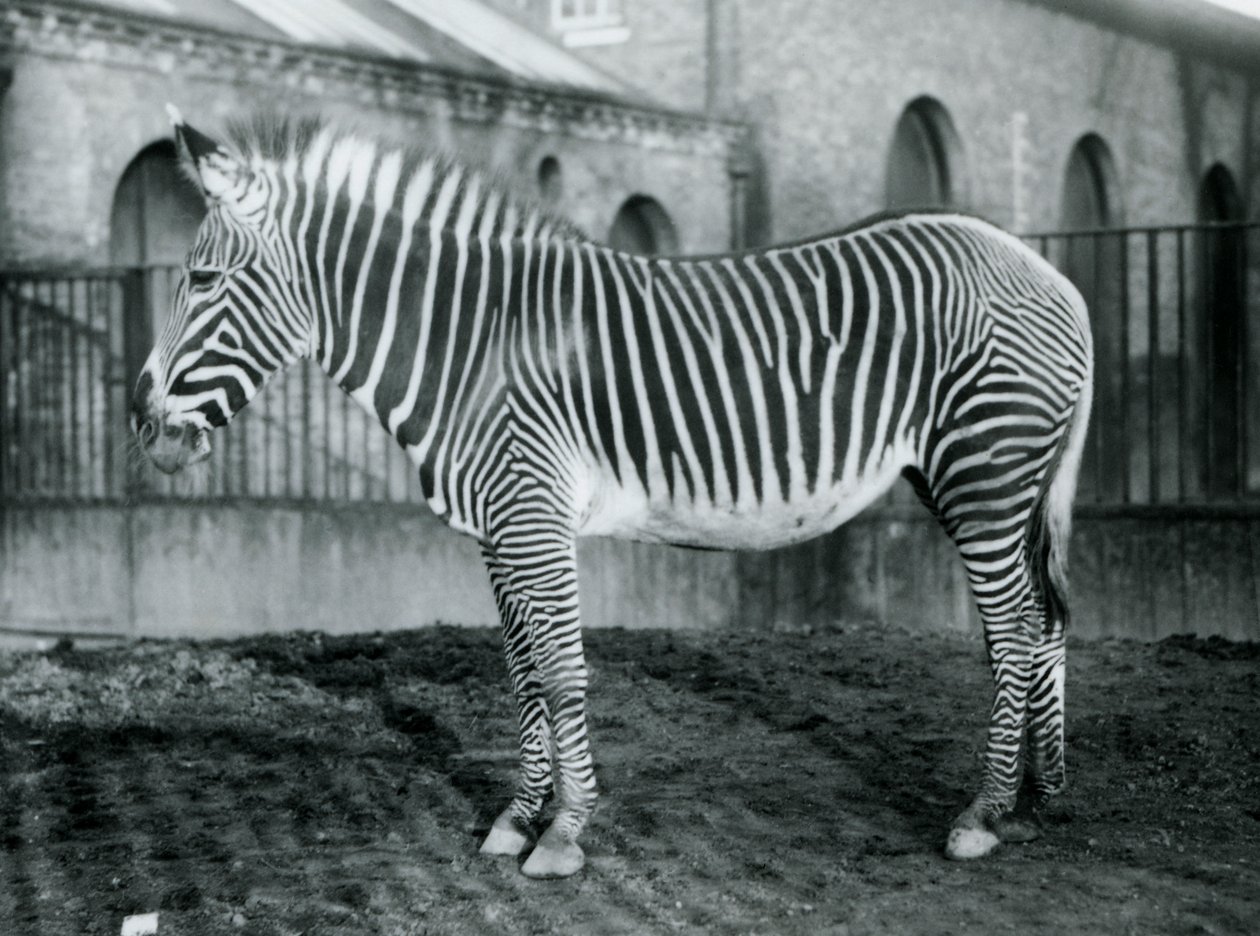 1927年にロンドン動物園のパドックに立っている女性のグレビーシマウマ、またはインペリアルシマウマ、ジェニー 作： フレデリックウィリアムボンド