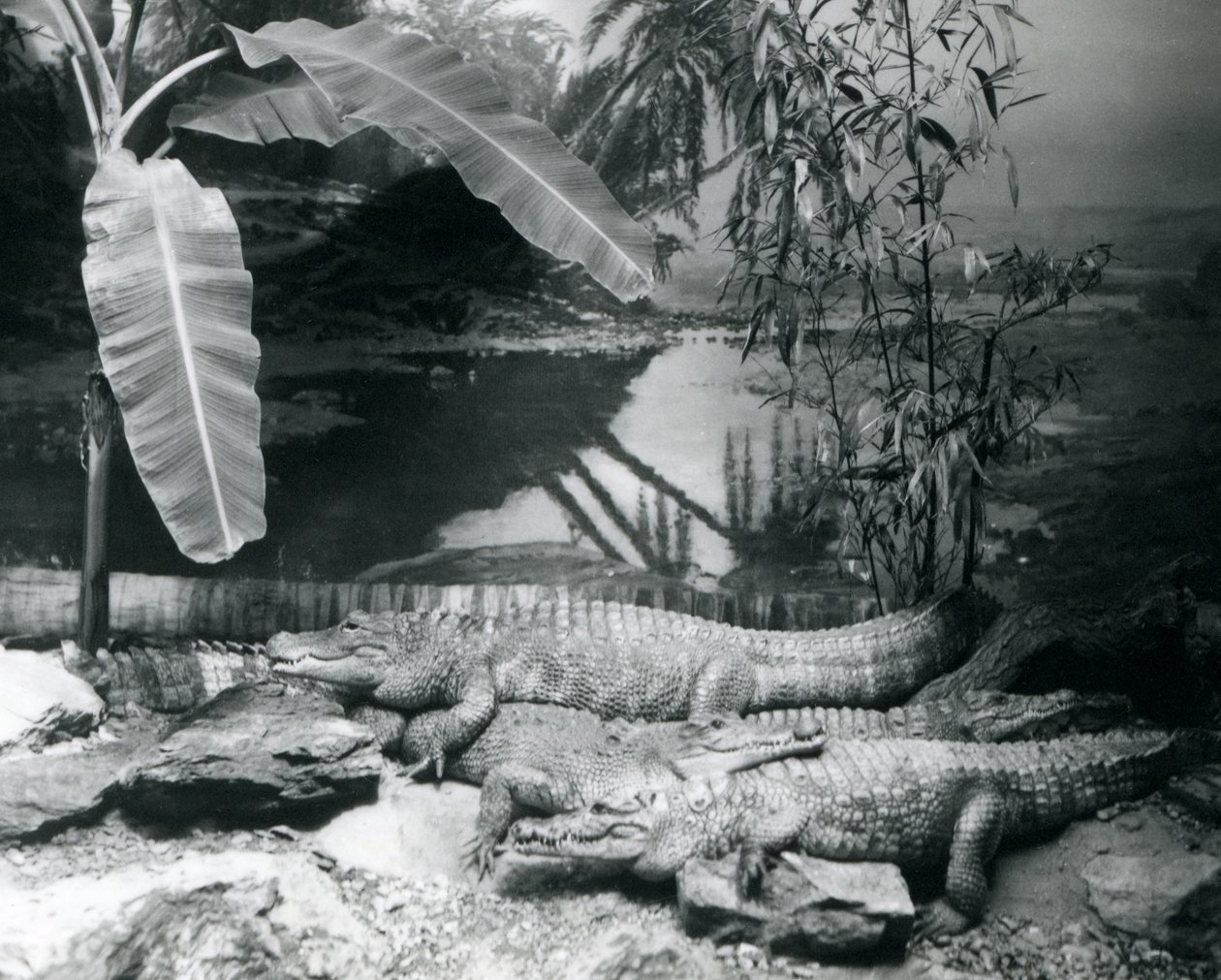 1929年、ロンドン動物園でバナナの木を背景にパノラマ撮影された4匹のアリゲーター（モノクロ写真 作： フレデリックウィリアムボンド