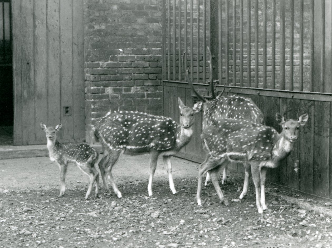 1926年、ロンドン動物園の4頭のアクシスジカ（角のある雄ジカと子ジカ）（モノクロ写真 作： フレデリックウィリアムボンド