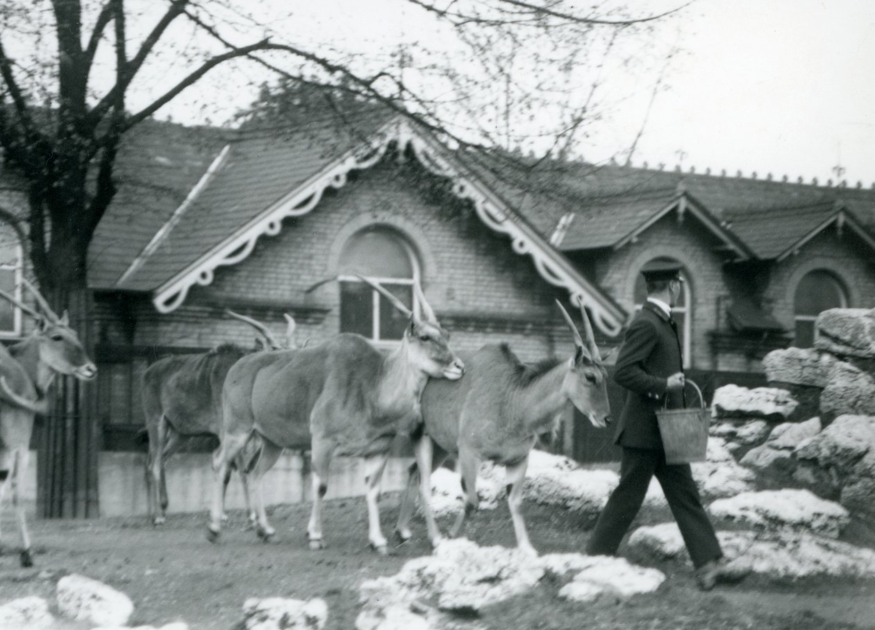 4匹のエランドは、給餌時に、1925年6月にロンドン動物園のアンテロープハウスの外のパドックで飼育係を追跡します。 作： フレデリックウィリアムボンド