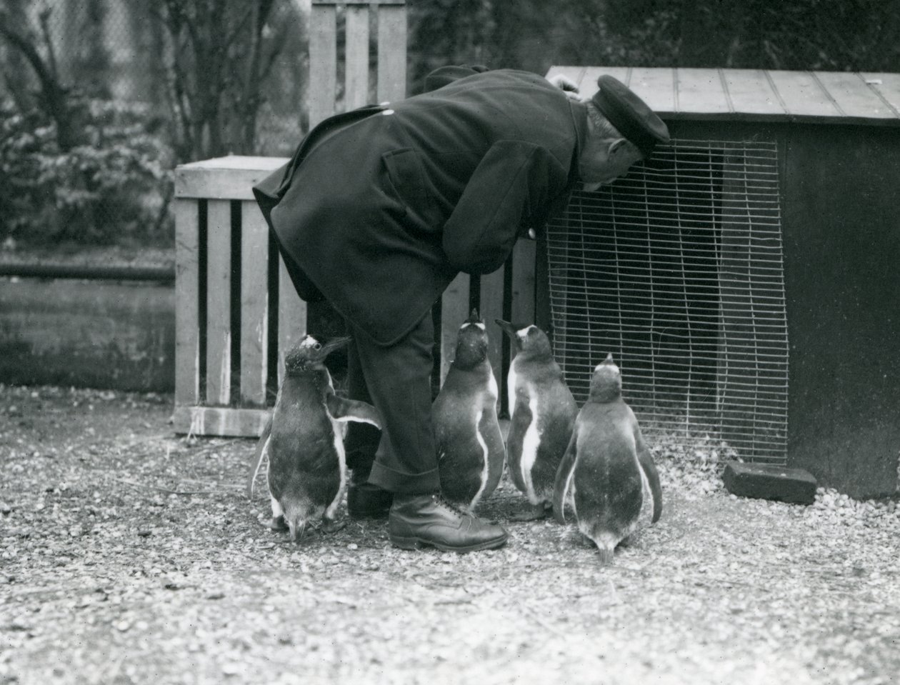 キーパーと一緒にいるジェンツーペンギンアルバートホワイト、ロンドン動物園、1914年 作： フレデリックウィリアムボンド