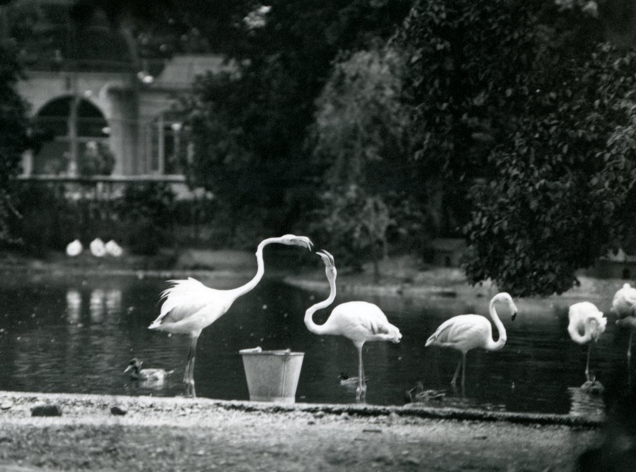 1924年にロンドン動物園の湖にいるオオフラミンゴ 作： フレデリックウィリアムボンド